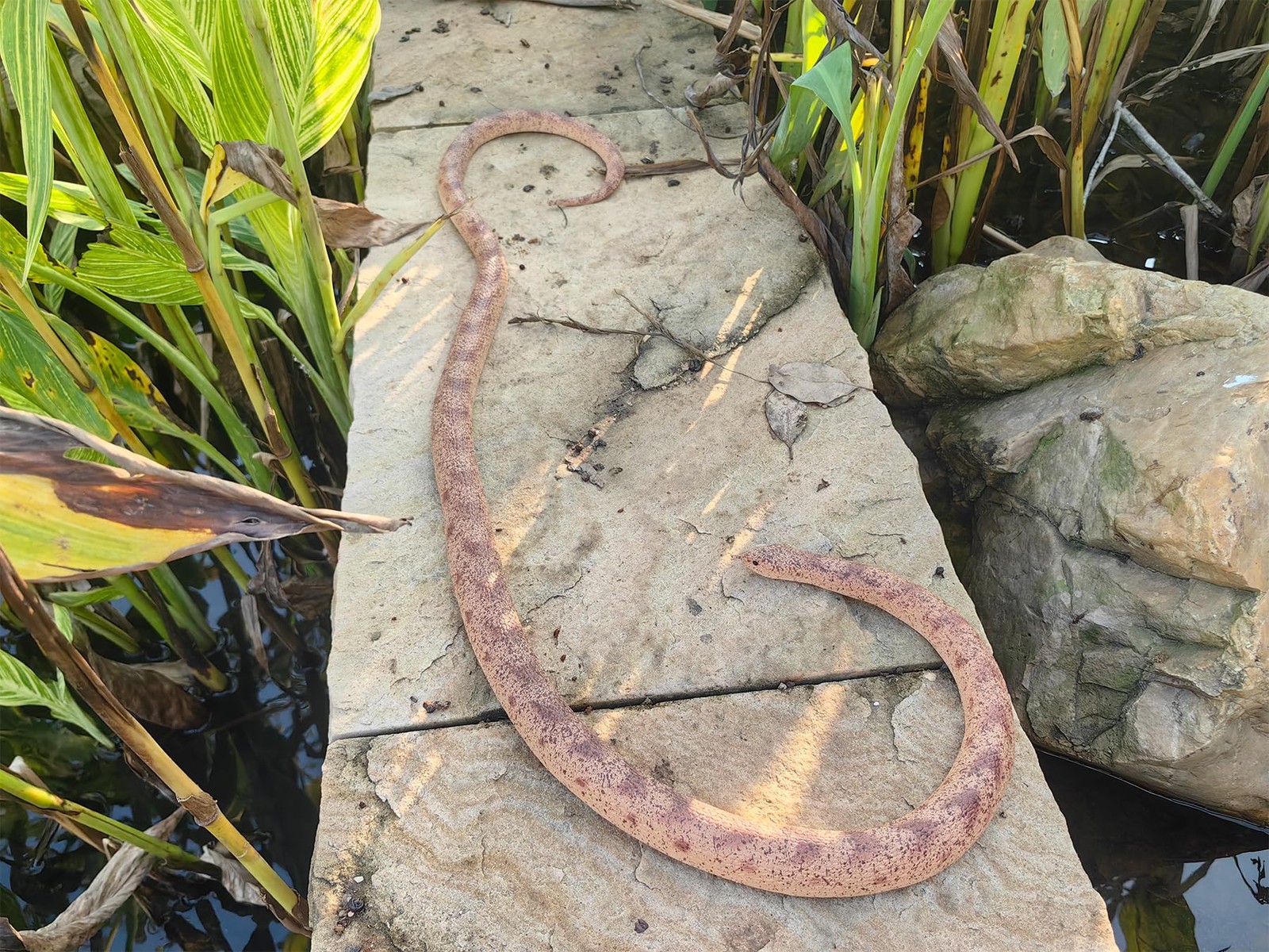 53" Rubber Snake Realistic Fake Snakes Toy for 53 inches, Brown gallery
