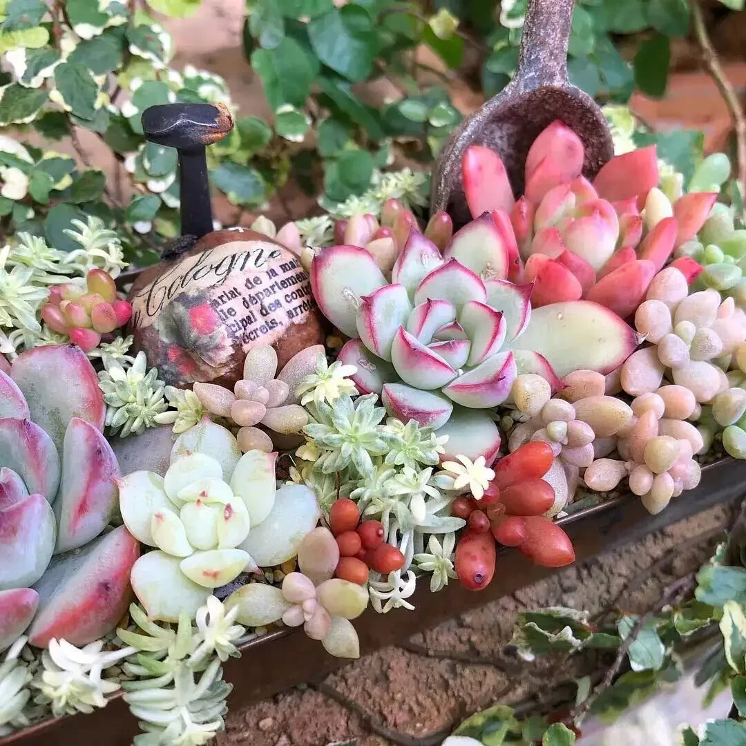 100pcs Mixed Rare Mini Succulent Seeds, Mult-Color Indoor/Outdoor Plant gallery