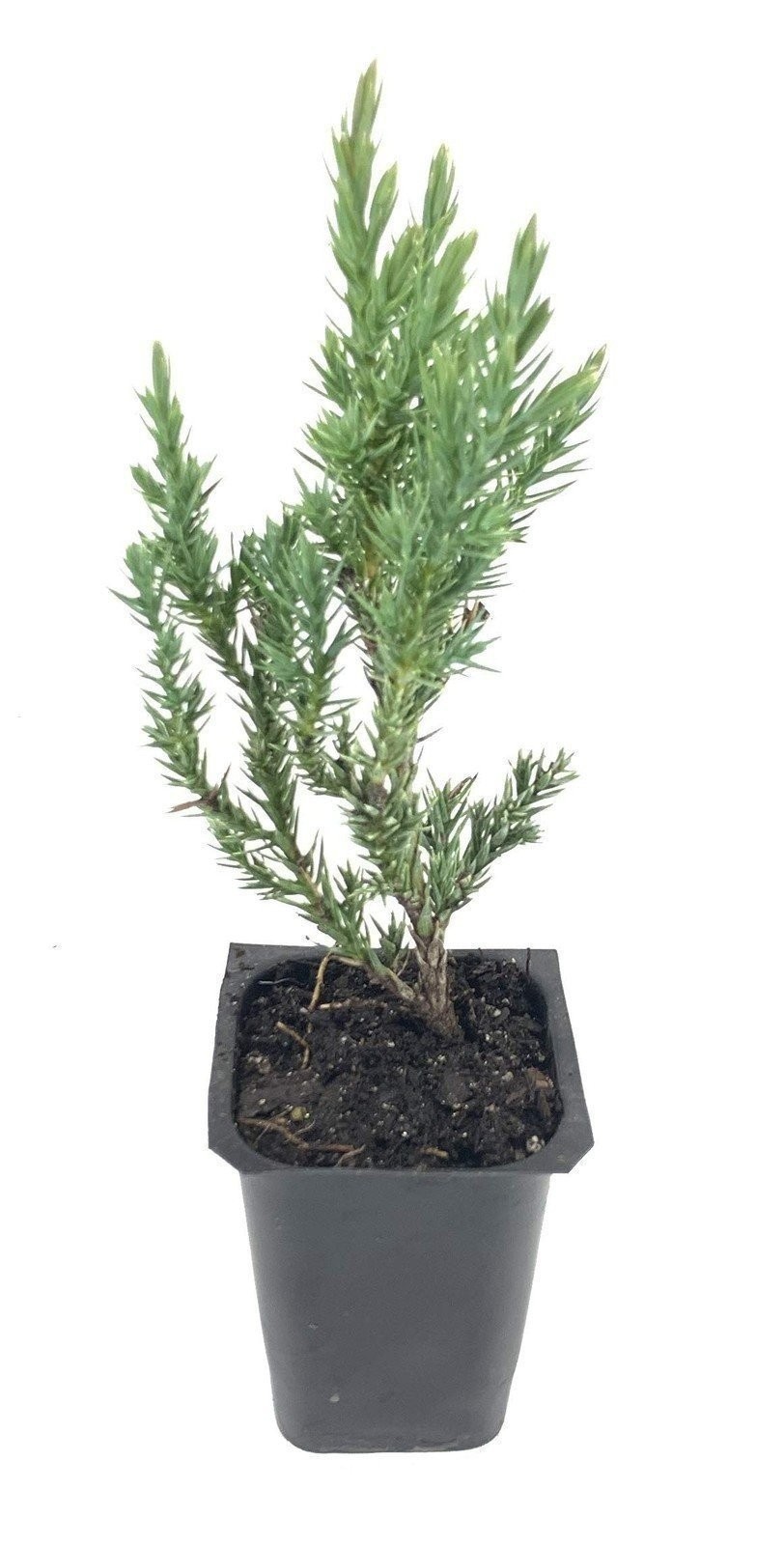 Juniper Spiny Greek | 2 Inch | Juniperus excelsa | Groundcover | Erosion Control gallery