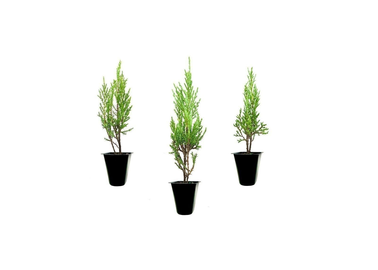 Juniper Medora | 2 Inch | Drought Tolerant | Evergreen | Ground Cover gallery