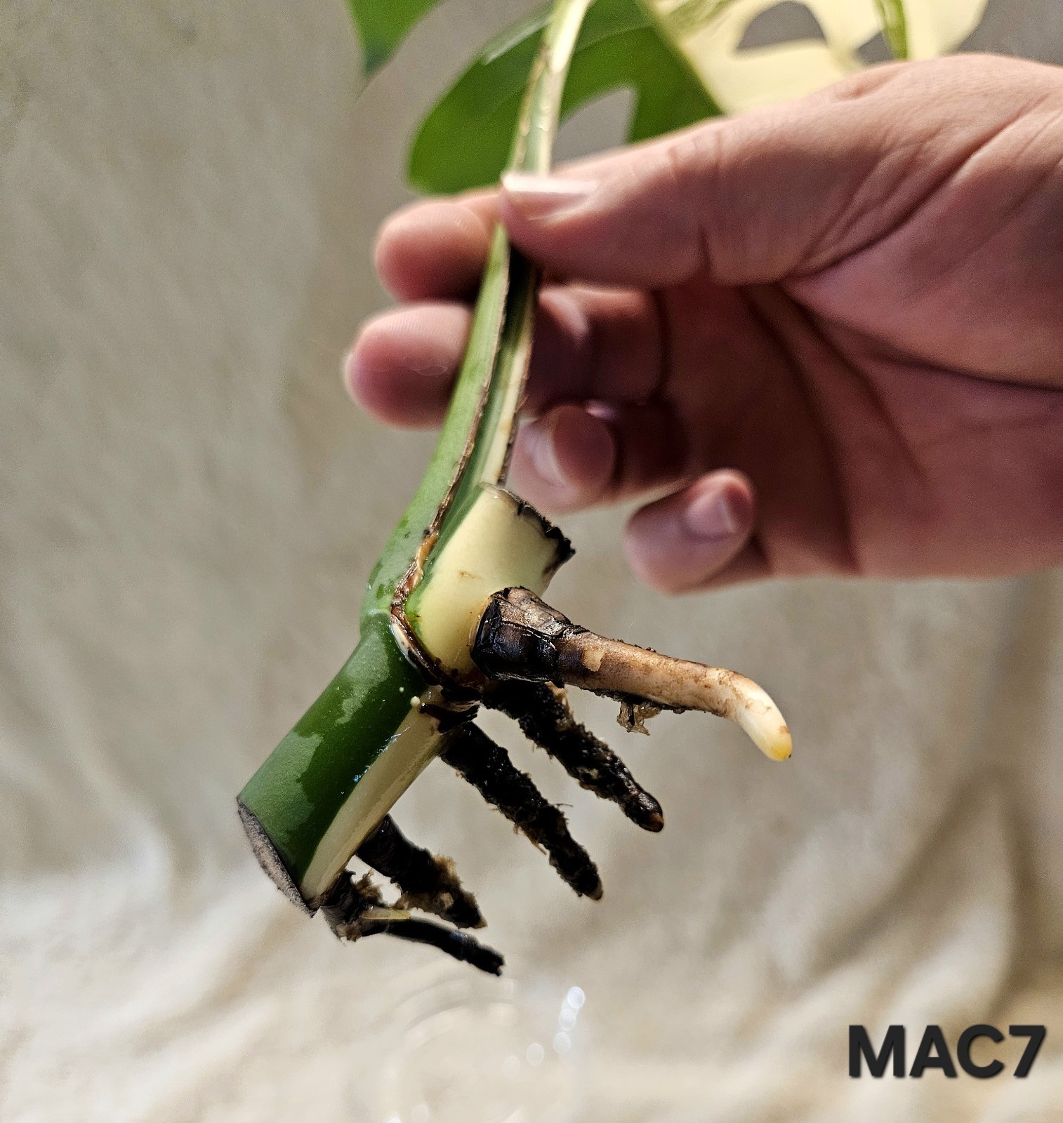 Highly Variegated Monstera Albo Premium Cutting with Fenestrations gallery