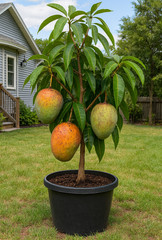 Grafted Coconut Cream Mango Tree – Premium Tropical Fruit Tree – Rare Variety