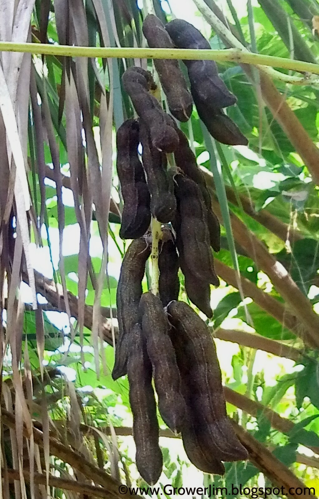 Velvet bean (Mucuna pruriens), itchless cultivar seeds gallery