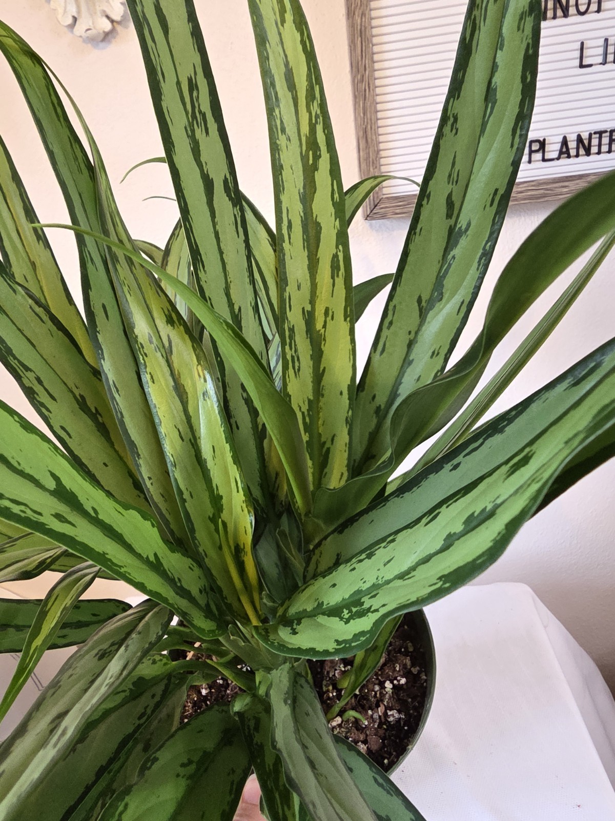 Aglaonemas Evergreens Cutlass Very Pretty Easy To Grow Indoors Live Plant 6" Pot gallery