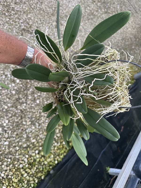 Dendrobium Aggregatum (lindleyi) Large Mounted Plant. WHOPPER gallery
