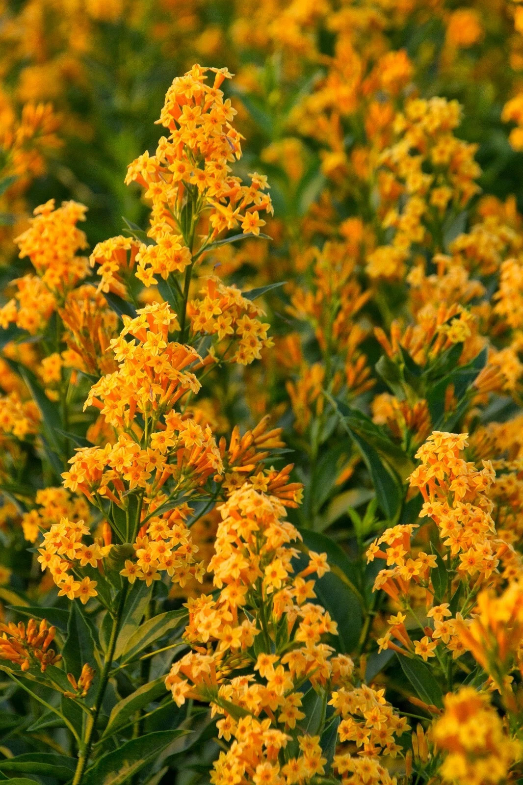 *ORANGE ZEST**Flowering Jasmine Plant - Cestrum Aurantiacum*ATTRACTS BUTTERFLIES gallery
