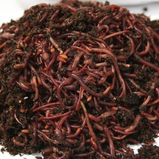 1/2 Pound (100+) Live Red Wigglers Healthy Composting Bait Worms Fast Free Ship gallery