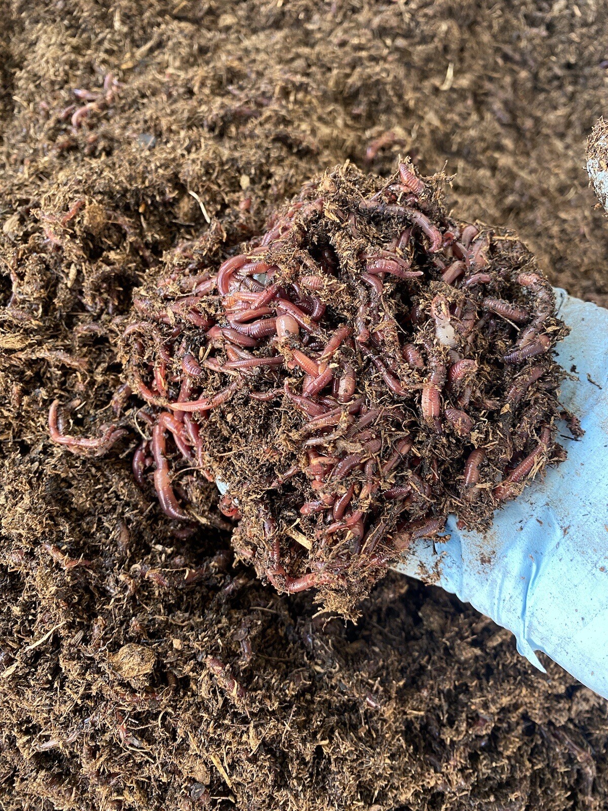 1lb Of Red Composting Worms gallery