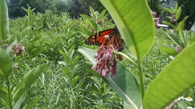 Common Milkweed Pollinator Seed Plot Strings, 9 Seed/Clay balls Per string gallery