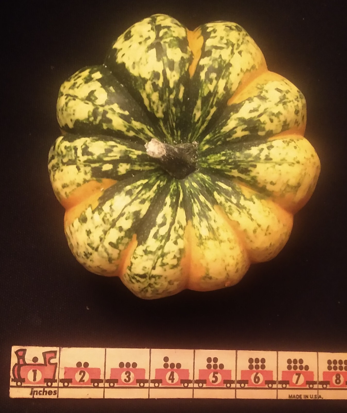 25+ GIANT RARE SWEET CARNIVAL WINTER SQUASH SEEDS 2-3 LBS 6-8" ORGANICALLY GROWN gallery