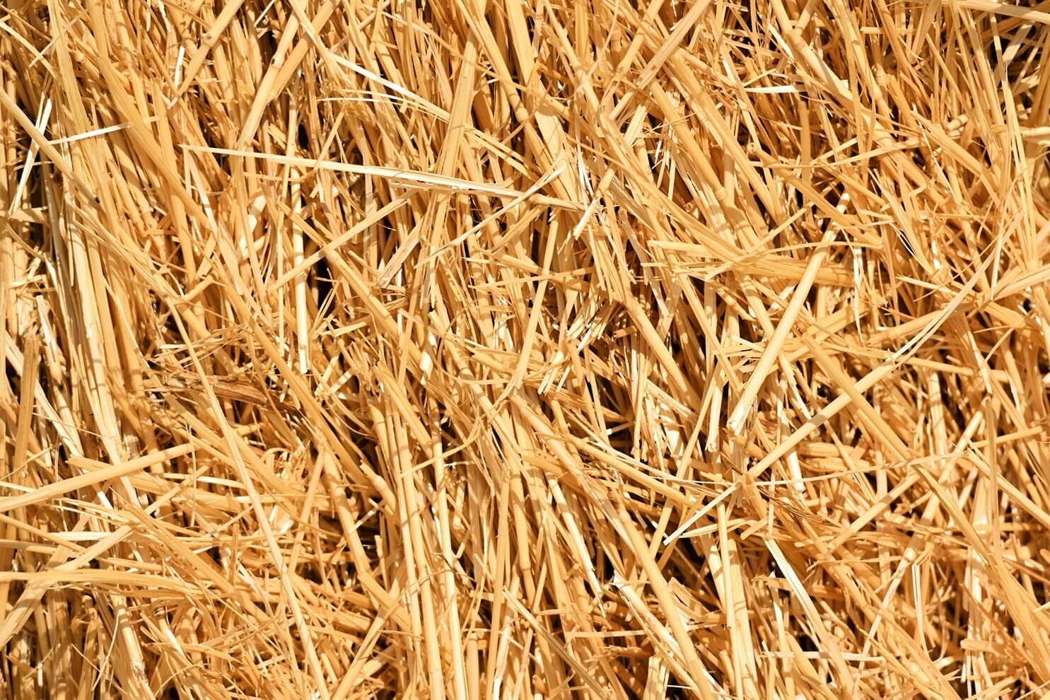 100% Natural Wheat Straw for Animal Bedding, Garden Mulch, Compost & Fertilizer gallery