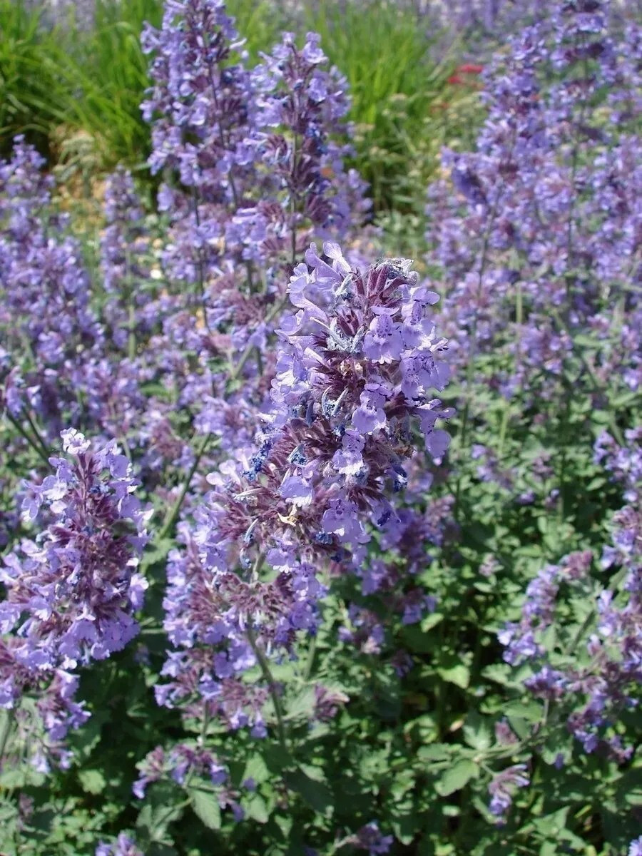 1000+ CATNIP SEEDS - PERENNIAL - BUG REPELLING - NON GMO - HEIRLOOM - HERB gallery