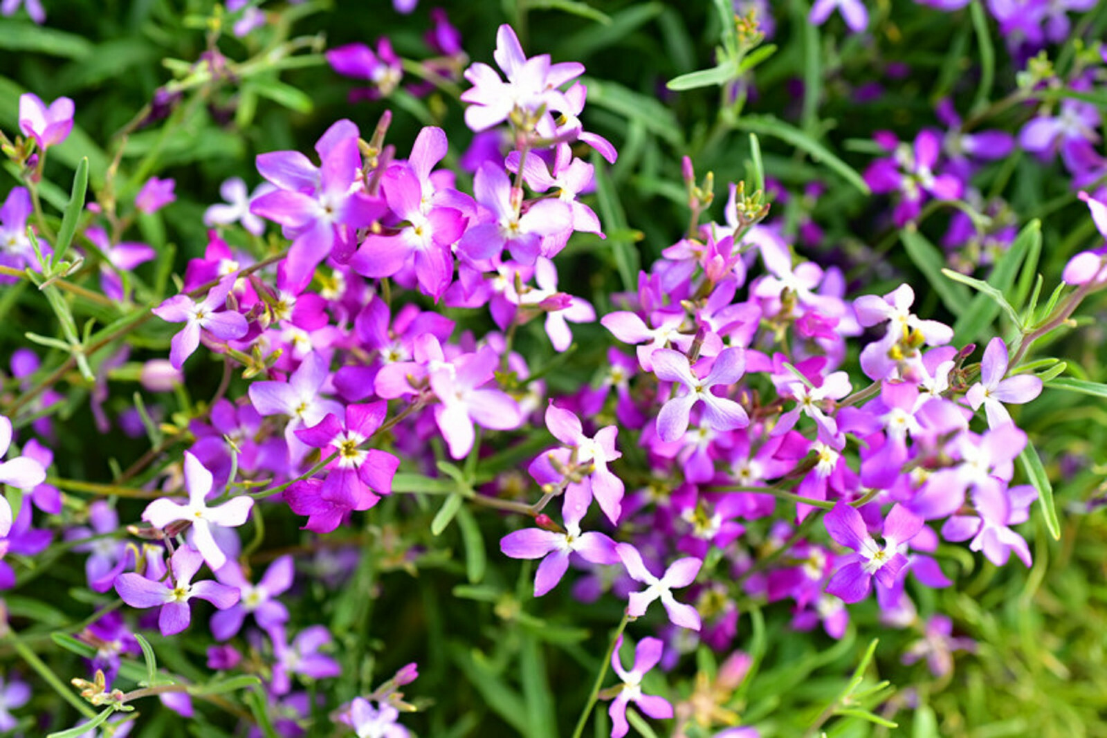 3000 Evening Scented (Night) Stock Matthiola Flower Seeds BULK, Lilac-Pink Mix gallery