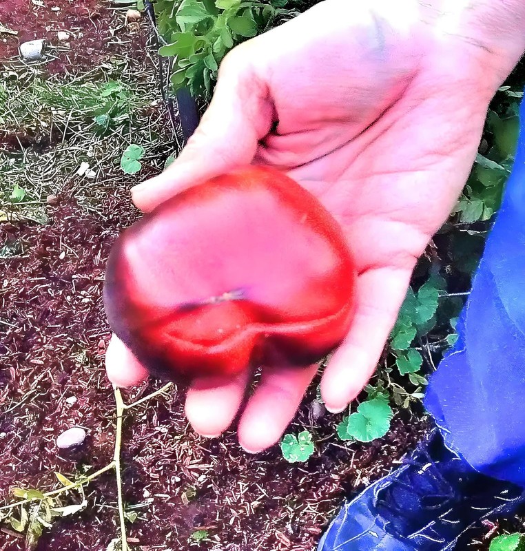 Black Beauty, Tomato gallery
