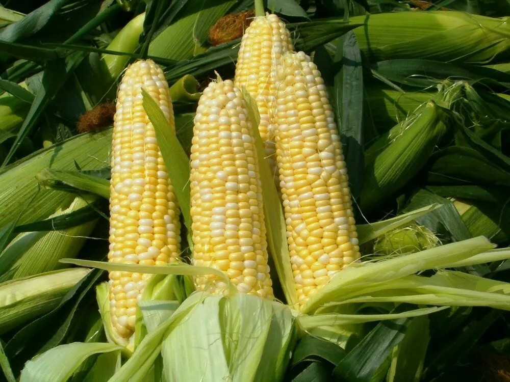 30 Peaches & Cream Corn Seeds - Sweet -- Organic -- NON GMO -------------- FRESH gallery