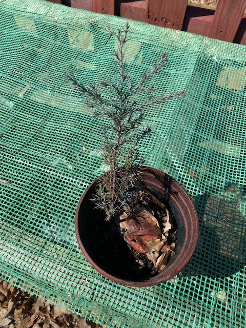 Eastern Cedar Trees, Resistant to extreme drought,heat & cold, multiple soils gallery