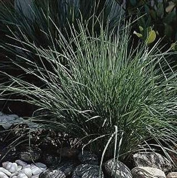 Pink Crystals Rhynchelytrums Ornamental Grass Annual Very Easy To Grows 25 Seeds gallery