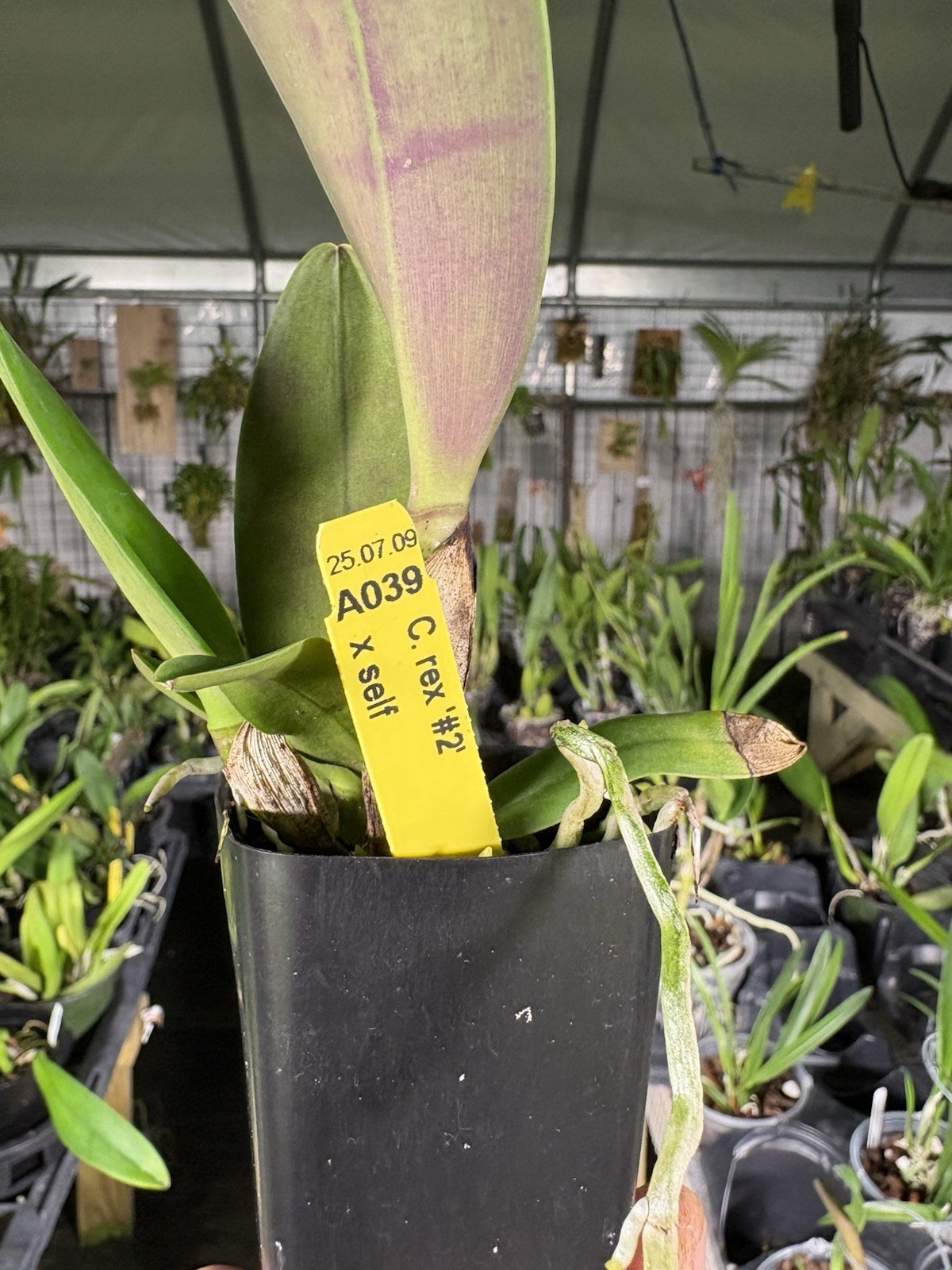 Cattleya rex - Rare Offering - Orchid Species gallery