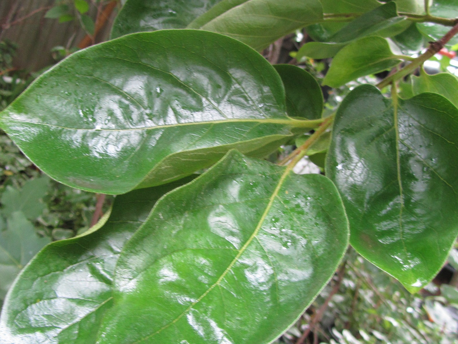 10 Fresh Organic, Anti Inflammatory. Persimmon leaves for tea. Large gallery