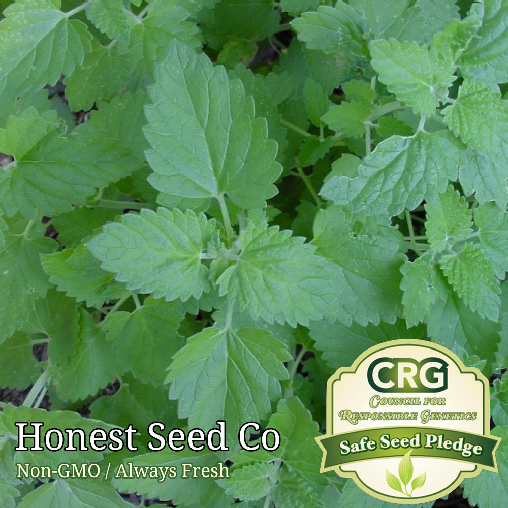 Catnip Catmint Seeds | Non-GMO | Heirloom | Fresh Garden Seeds from USA gallery
