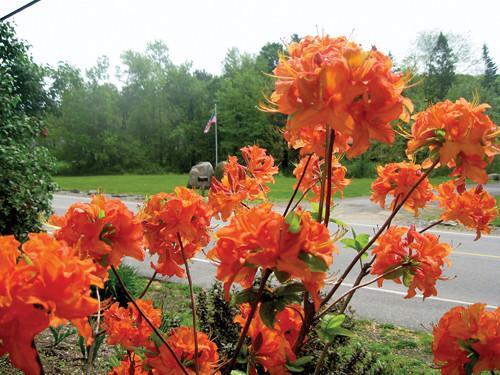 ( 1 ) - Mandarin Lights Orange Deciduous - Starter Plant ( 7L ) ( 1 live plant ) gallery