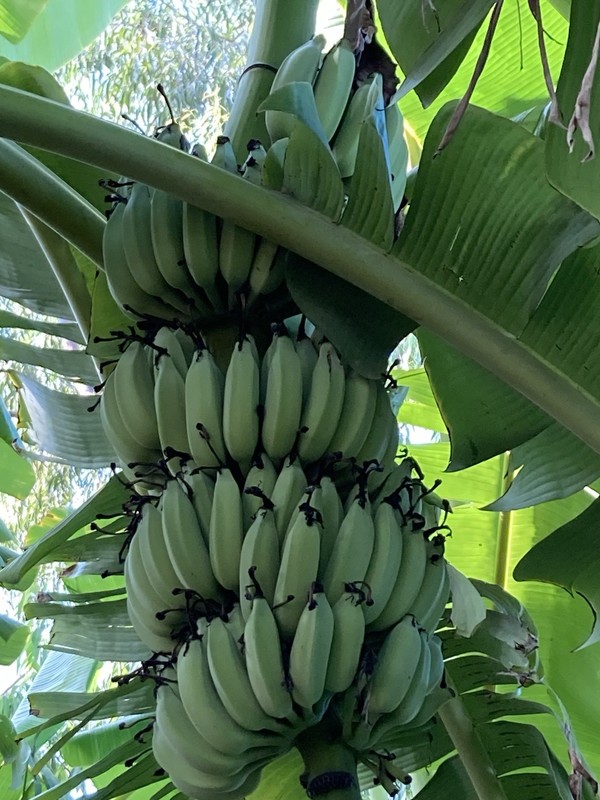 Ice Cream Banana Dwarf Namwah Blue Java Live Plant guaranteed bananas gallery