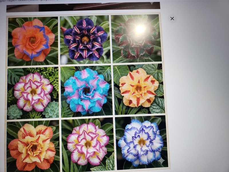 20 Mixed Color-Different Variety-Shape Desert Rose Seeds- USA Seller-Free Ship gallery
