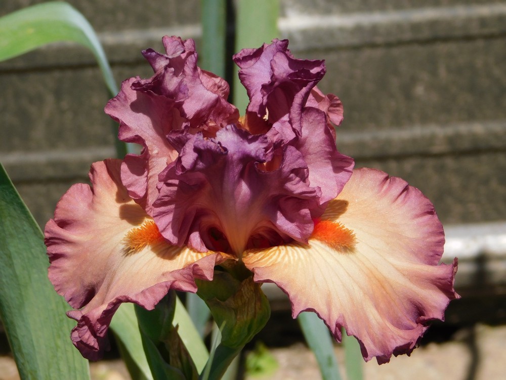 Tall Bearded Iris TO TOO TWO