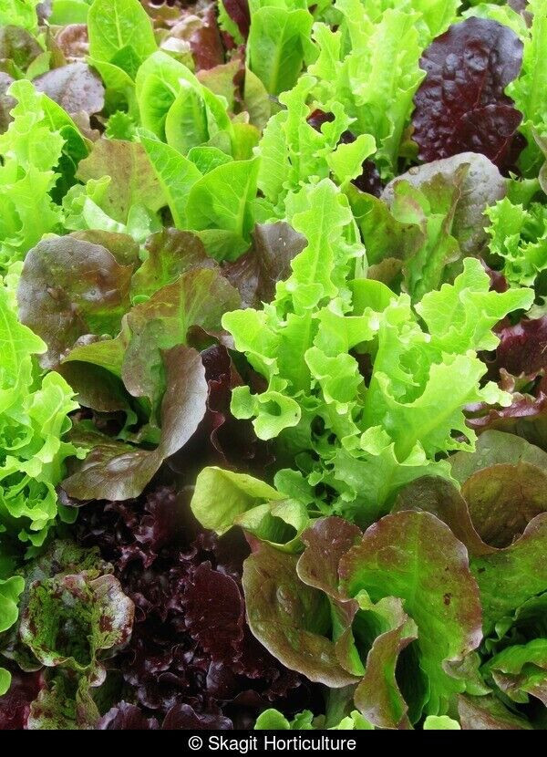 GOURMET SALAD BLEND LEAF LETTUCE 800 SEEDS FRESH FOR 2024 GARDENS gallery