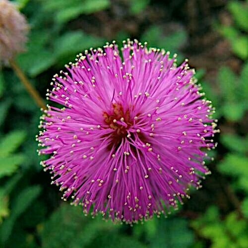 Dwarf (Mimosa pudica) "Sensitive Plant" Tropical Houseplant Flower Tree Seeds gallery
