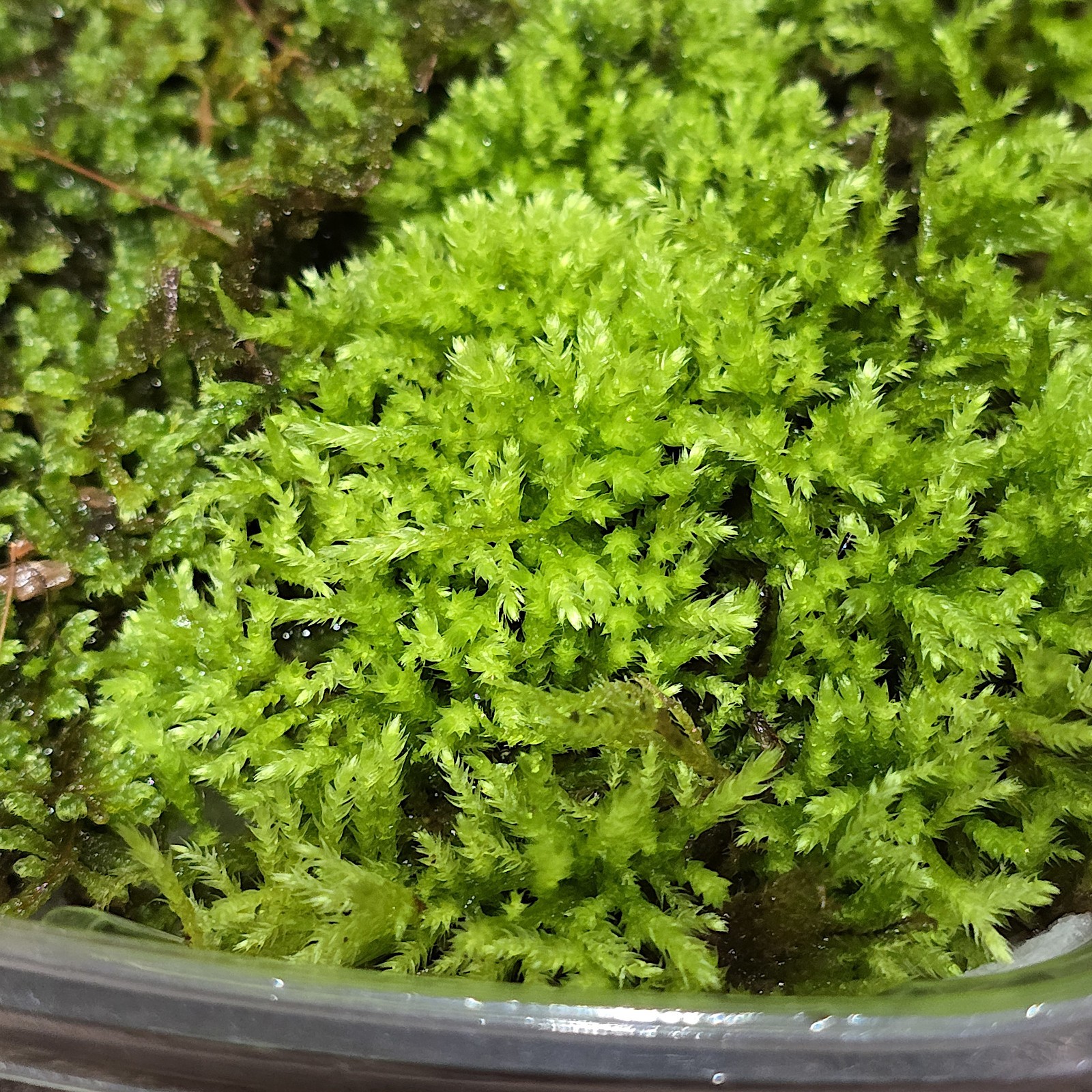 Live Moss Variety Pack gallery