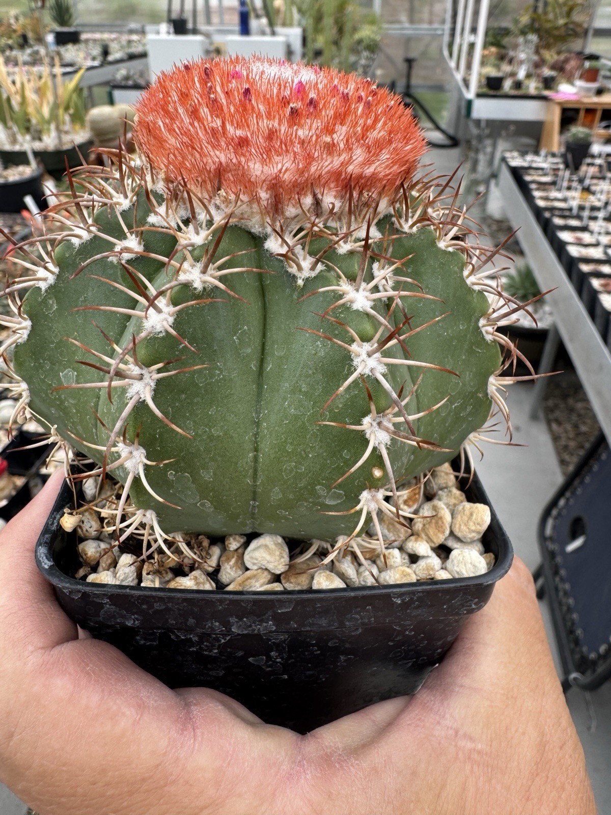 Melocactus Matanzanus Cactus with Cephalium Succulent , Blooming, Species gallery