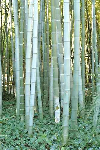 20 GIANT MOSO BAMBOO SEEDS - Phyllostachys pubescens gallery