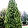 EASTERN RED CEDAR Juniperus Virginiana 15,30,50 SEEDS gallery