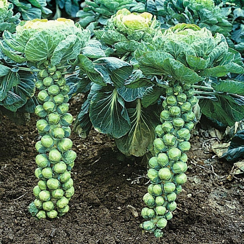 400+ BRUSSEL SPROUT SEEDs - CATSKILL --- Heirloom -- Organic -- NON GMO -- FRESH gallery