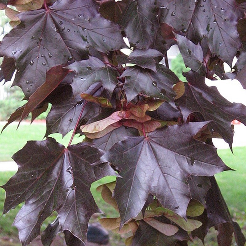 Norway Crimson King Maple Seeds Native Platanoides Fresh Tree Bonzai Award Seed gallery