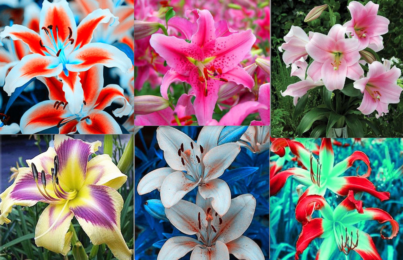 20 SEEDS for MIXED COLORS LILY RARE flower Bloom exotic garden plant USA Seller gallery