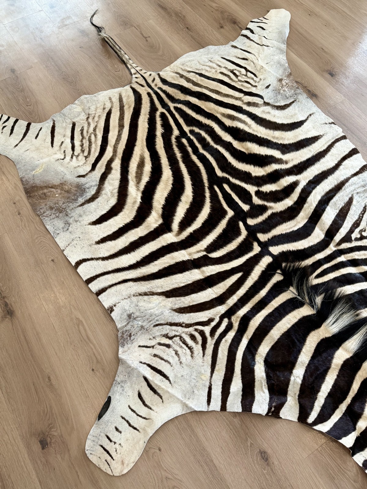 Zebra hide/ Zebra skin/ Zebra rug - South African Burchell 's Zebra (B9) gallery