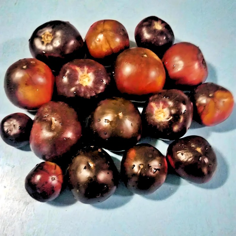 Black Beauty, Tomato gallery