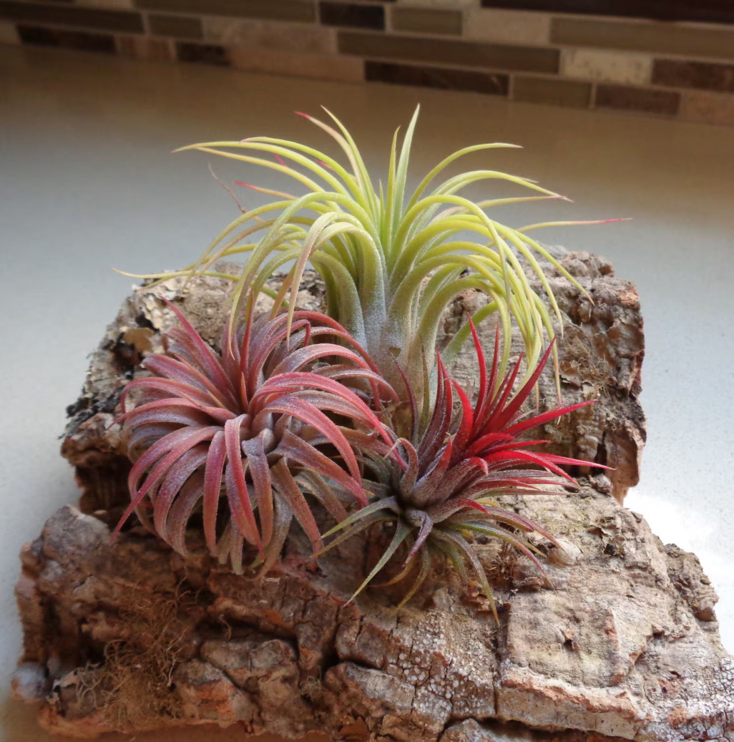 Tillandsia Ionantha Assorted 3 Pack Color Changing Air Plants gallery