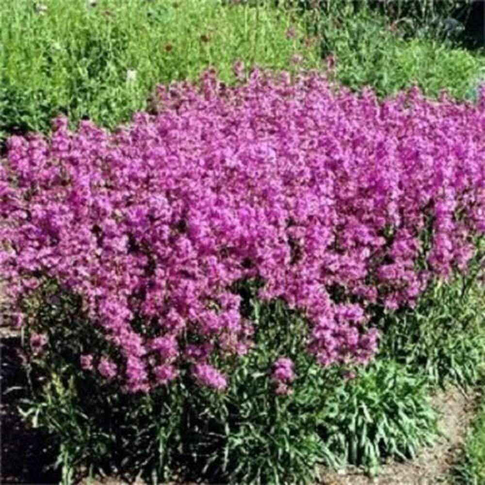 1000 TALL CATCHFLY (Campion / None So Pretty) Silene Armeria Pink Flower Seeds gallery