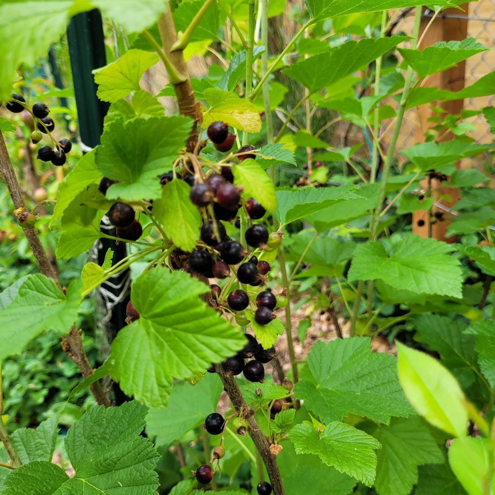 6 Black Currant Ribes Nigrum Fresh Helathy Cuttings Unrooted Zones 3-8 Hardy gallery