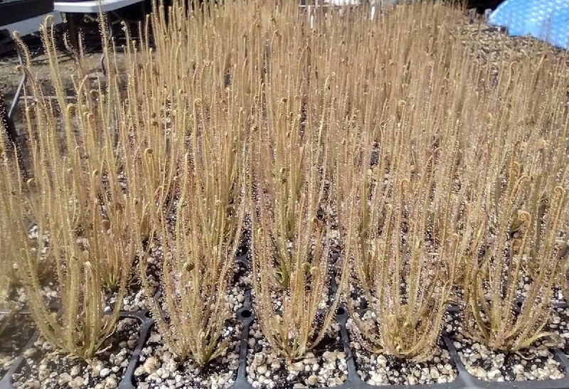 Drosera Filiformis gallery