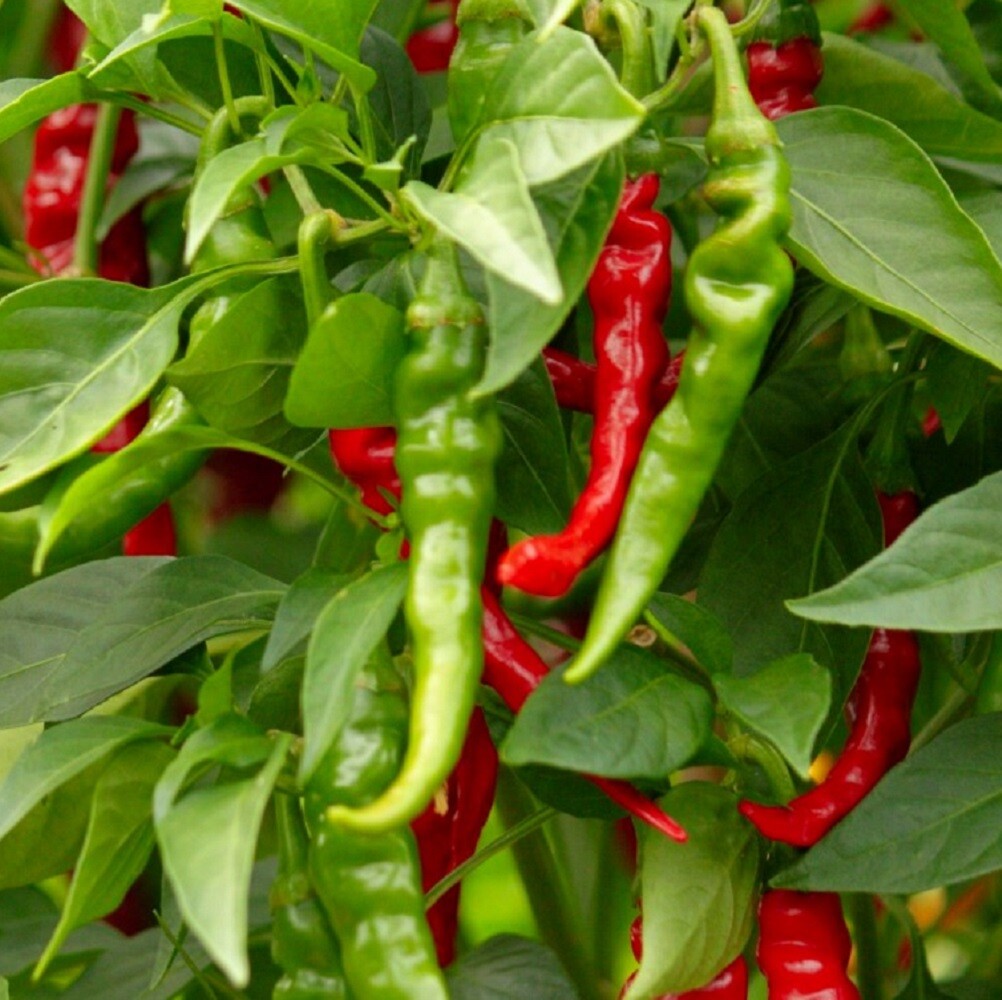 Long Slim Cayenne Hot Pepper Seeds | NON-GMO | Heirloom | Fresh Garden Seeds gallery