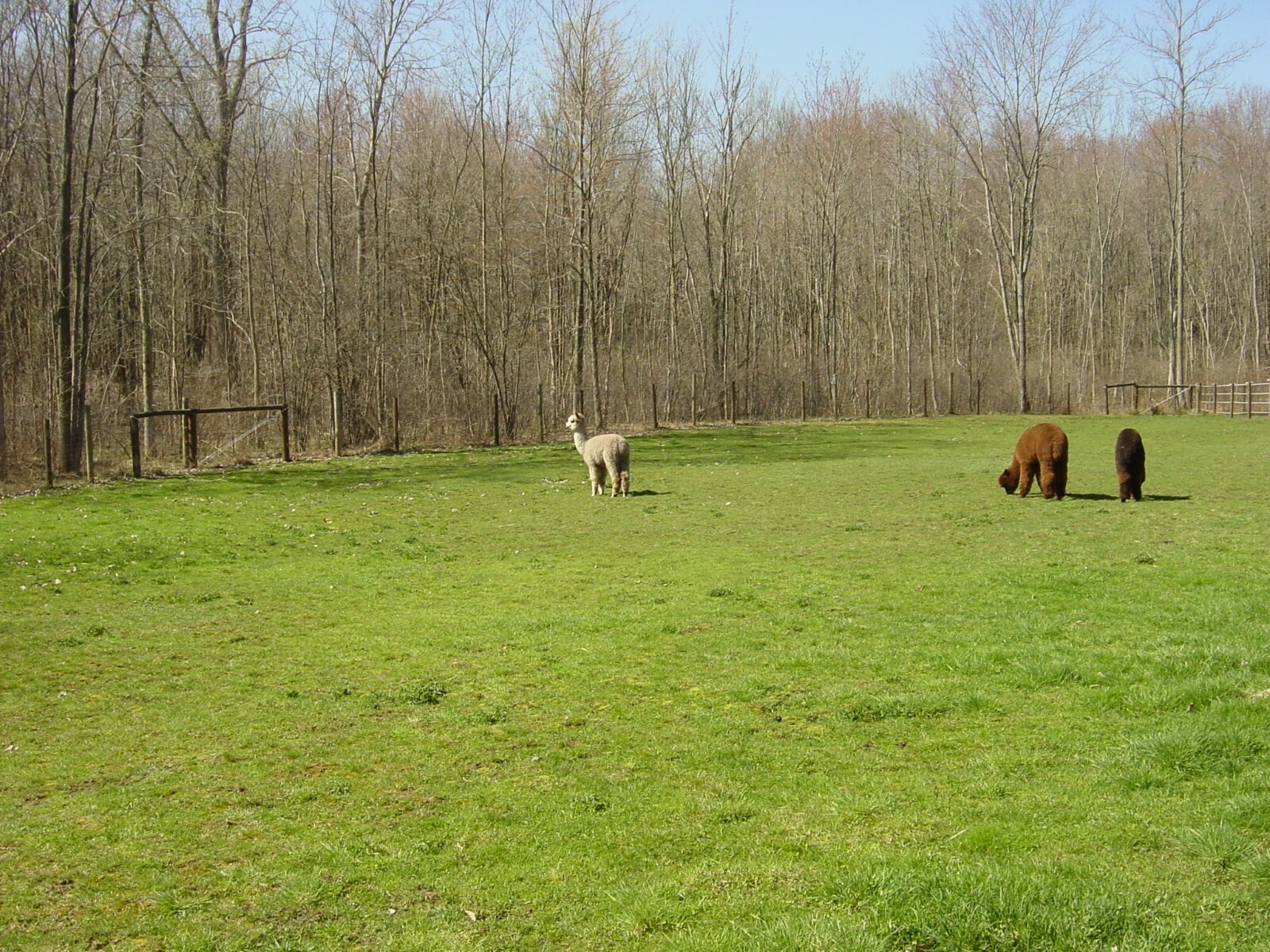 5 pounds Fresh Alpaca Manure Already Composted - Ready to Use! gallery
