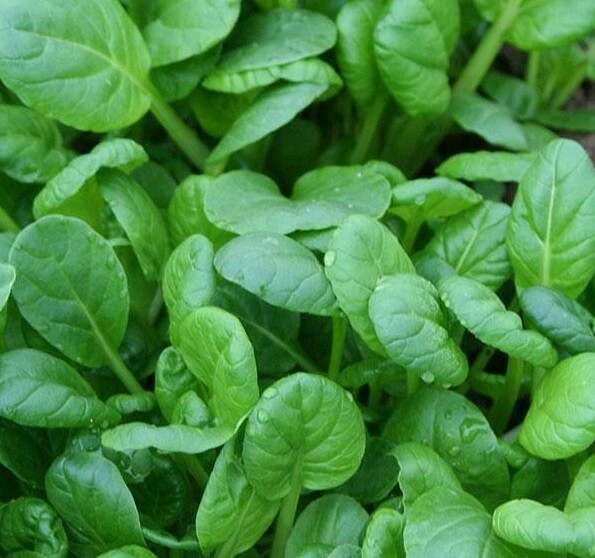 TATSOI MUSTARD SEEDS 500+ ASIAN CULINARY microgreens GARDEN salads FREE SHIPPING gallery