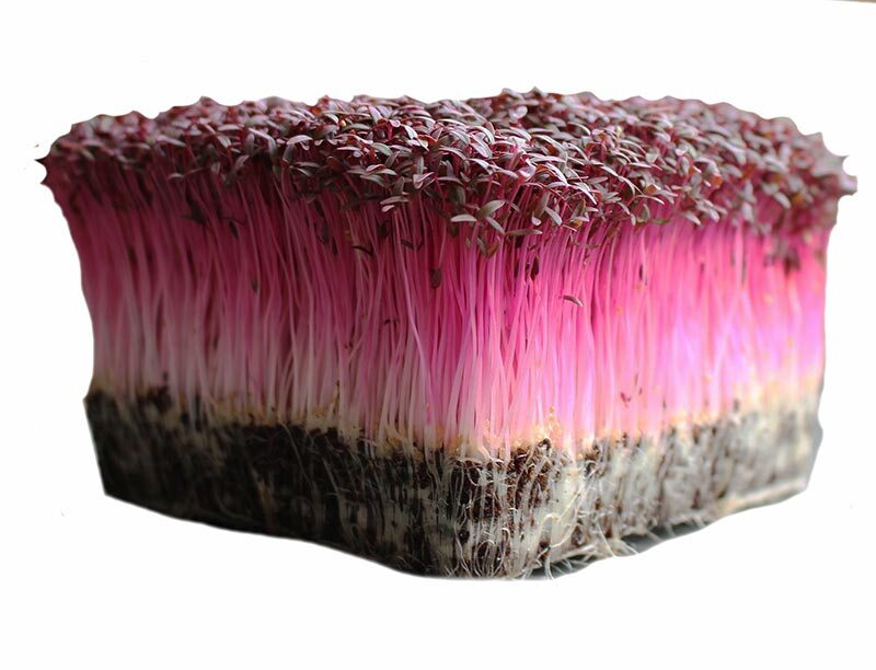 Bulk Microgreen Seeds - Amaranth Red Garnet | Non-GMO Vegetable Mico Green Seeds gallery