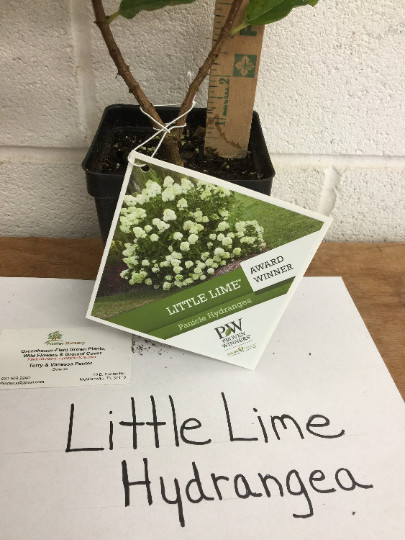 LITTLE LIME Panicle Hydrangea PP#22330 gallery