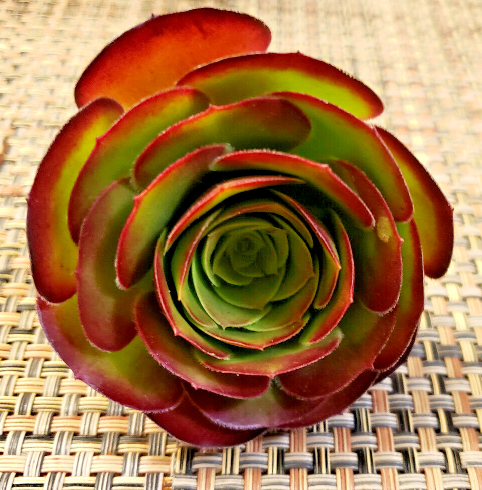 2 x MEDIUM SIZE AEONIUM 'VELOUR' CUTTING - 2" (= 5 CM) diameter gallery