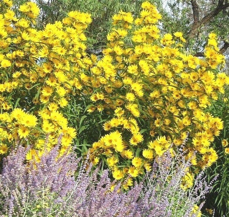 101+MAXIMILIAN Prairie SUNFLOWER Seeds Native Wildflower Heat Cold Drought Fence gallery